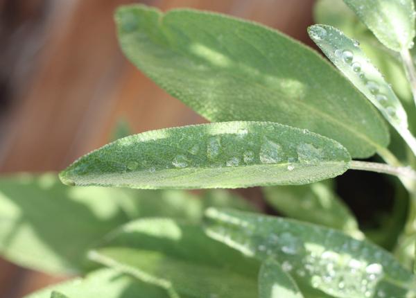 salvia aliatul impotriva bacteriilor gingivale cum o poti folosi salvia aliatul impotriva bacteriilor gingivale cum o poti folosi