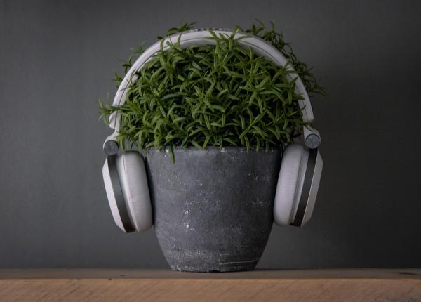 te ai intrebat vreodata de ce plantele cresc mai bine cu ajutorul muzicii