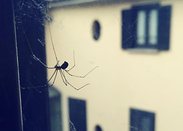 ce ii atrage pe paianjeni in casa ce ii atrage pe paianjeni in casa