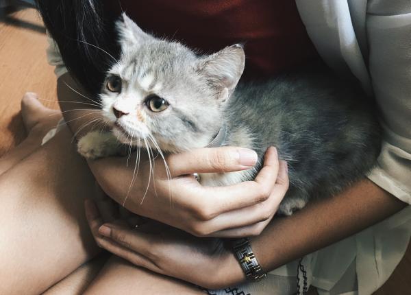 de ce se cuibareste pisica langa tine de ce se cuibareste pisica langa tine