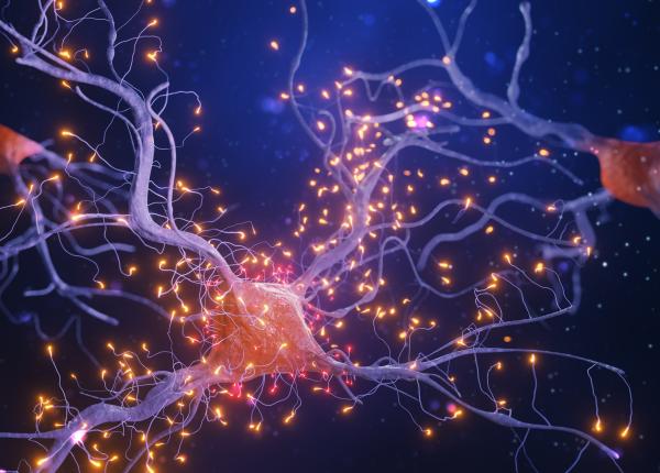 norepinefrina rolul dublu al unui neurotransmitator si al unui hormon vital ce face mai exact