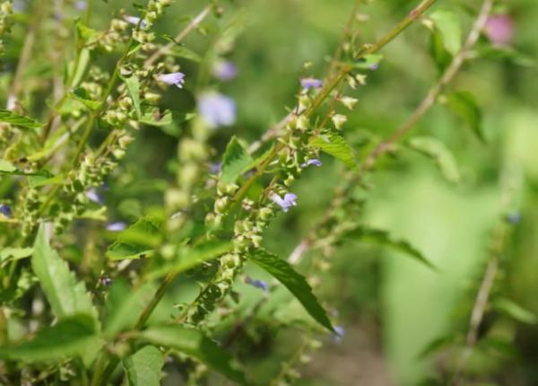 planta care ajuta la relaxarea creierului gura lupului