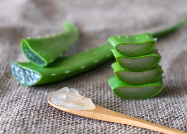 aloe vera ajuta la tratarea tulburarilor gastrointestinale si la controlul glicemiei care sunt riscurile consumului in exces
