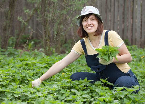 urzicile pot preveni cresterea prostatei si reduce tensiunea arteriala ce spun studiile despre celelalte beneficii