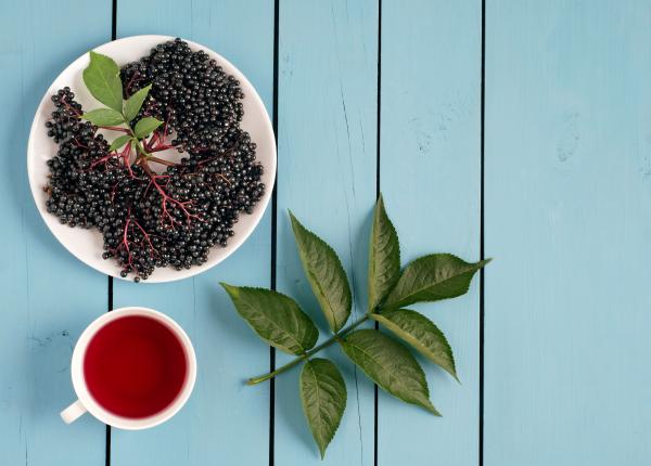 ceaiul de soc benefic pentru astenia de primavara ce spun studiile despre reducerea simptomelor de gripa si raceala