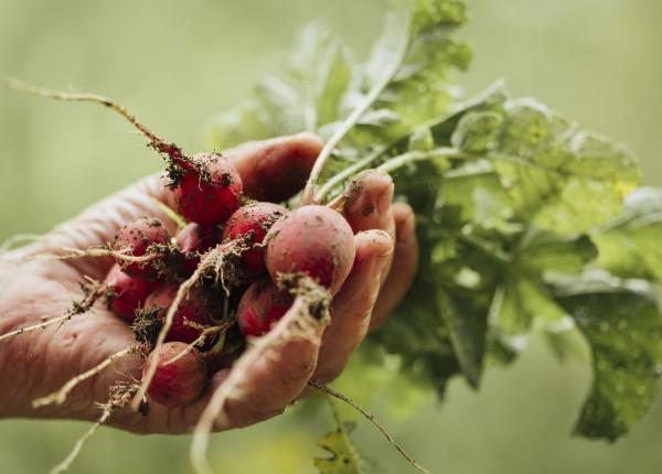 ridichile proprietati anticancerigene pot ajuta la controlul tensiunii arteriale si la reducerea riscului de boli cardiovasculare