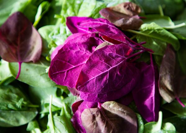 tot ce nu stiai despre loboda de ce sa o integrezi in dieta ta sistemul tau imunitar iti va multumi