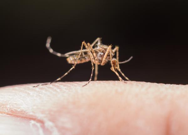 crestere alarmanta a cazurilor bolii dengue in cele doua americi este probabil cel mai grav focar din istorie