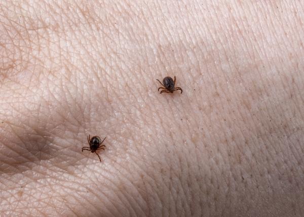 muscatura de capusa primul semn si ce trebuie sa faci prima data carmen dorobat nu toate capusele poarta bacteria borrelia burgdorferi faceti asta dupa 21 de zile