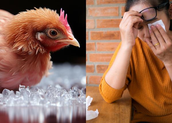 alerta de gripa aviara