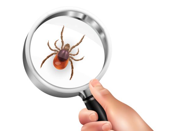 muscatura de capusa boala lyme tudor ciuhodaru