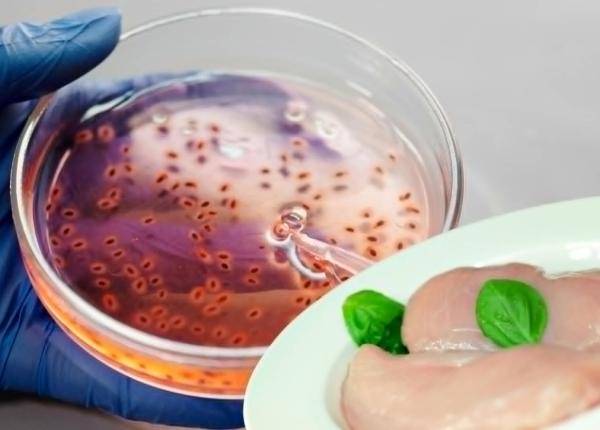 impactul bacteriei salmonella asupra sanatatii