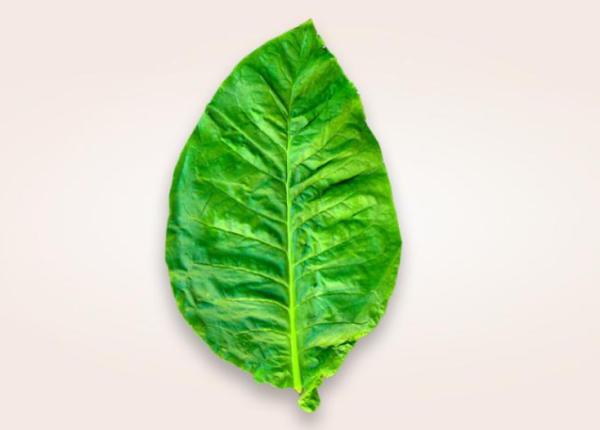 produsele fara fum o alternativa la continuarea fumatului produsele fara fum o alternativa la continuarea fumatului