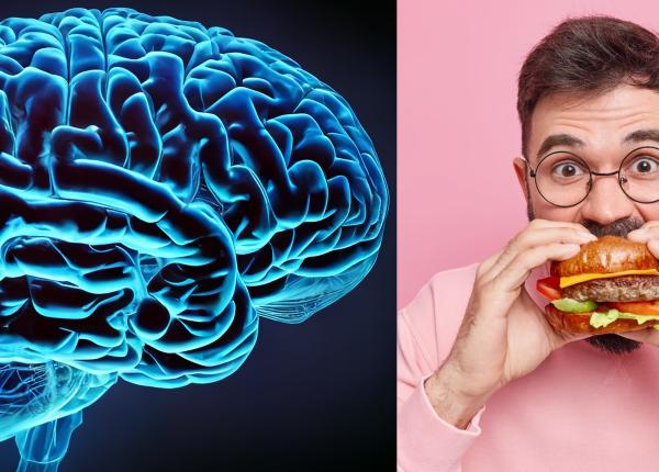 cum influenteaza conexiunile cerebrale comportamentul alimentar influenta mirosului alimentelor asupra reglarii apetitului