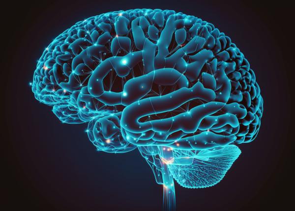 rolul sistemului limbic in reglarea emotiilor si a comportamentului