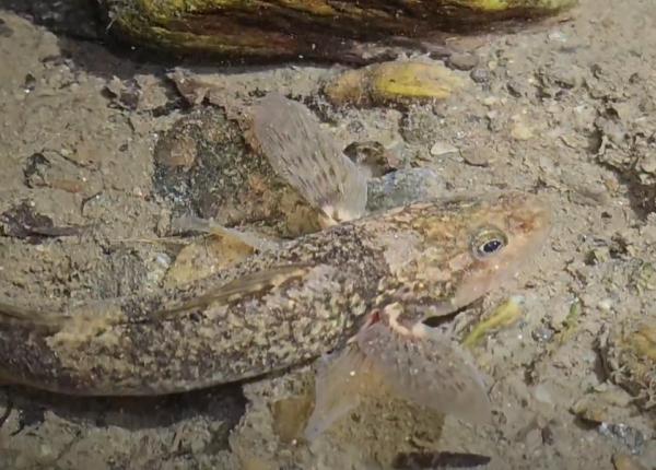 aspretele cel mai vechi peste din europa filmat noaptea intr un rau din arges ce s a descoperit e un mare semnal de alarma video