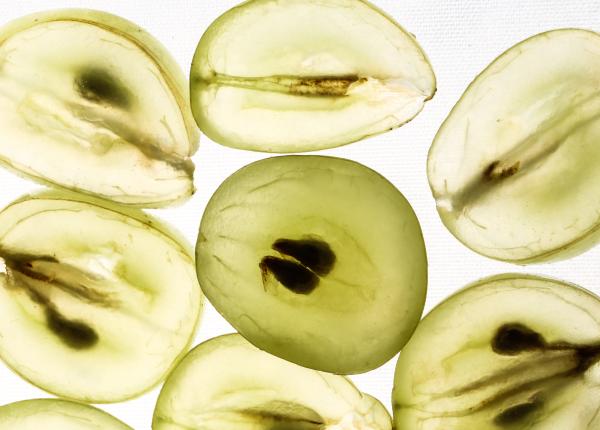 samburi mar cianura otrava amigdalina