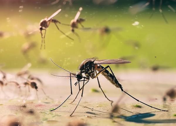 ce s ar intampla daca ar disparea tantarii