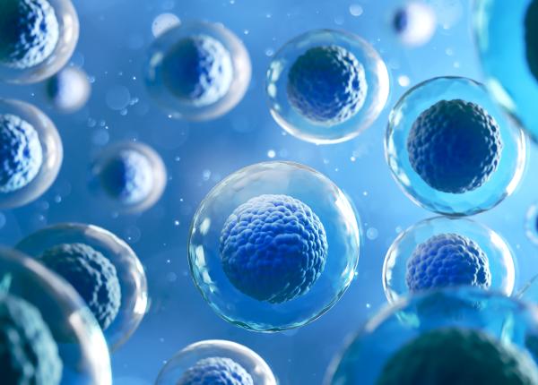 terapia cu celule stem poate ajuta recuperarea functiei motorie la pacientii cu avc ischemic