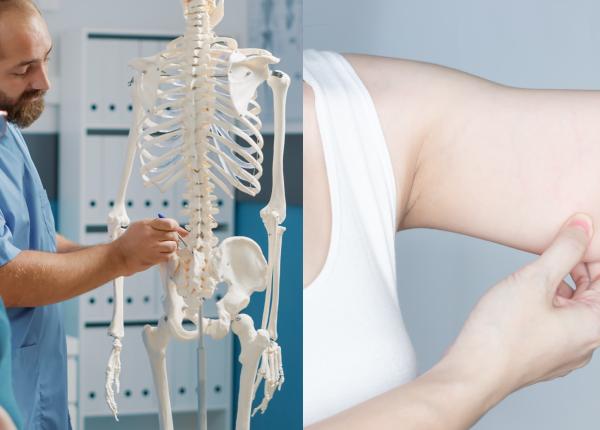 legatura dintre grasimea de pe brate si sanatatea coloanei vertebrale legatura dintre grasimea de pe brate si sanatatea coloanei vertebrale