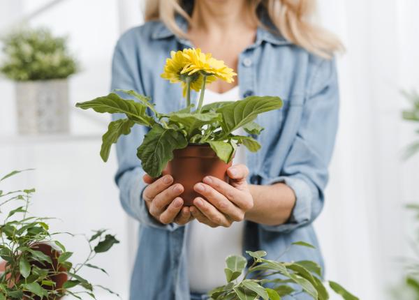 trei flori pe care trebuie sa le ai mereu in casa