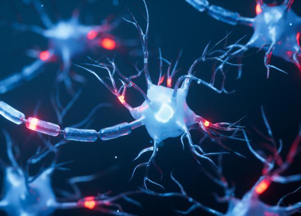 ce este mielina si care este rolul ei in mentinerea functionarii creierului