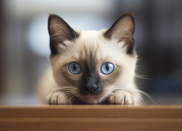 marley pisica anului 2024 vindeca si linisteste femeile e un exemplu al puterii iubirii e simbolul empatiei