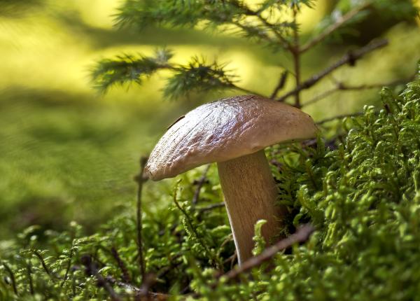 hribii hribi ciupercile efect terapie farmacie naturala 5 beneficii