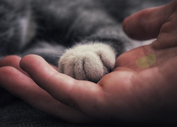 boli transmise de la pisici la oameni cum sa ne protejam