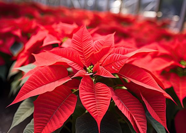 cum sa transformi craciunita din verde in rosu cel mai simplu truc fa asta de azi ca sa fie rosie pana de craciun