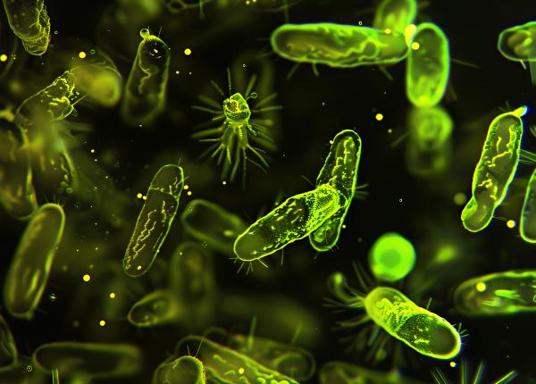 bacteriile super rezistente la antibiotice punct vulnerabil la magneziu bacteriile super rezistente la antibiotice punct vulnerabil la magneziu