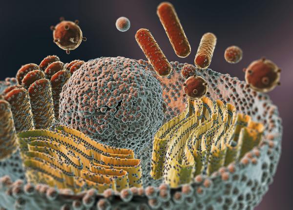 acest aliment distruge celulele canceroase elimina mizeria din corp si scoate metalele grele din ficat