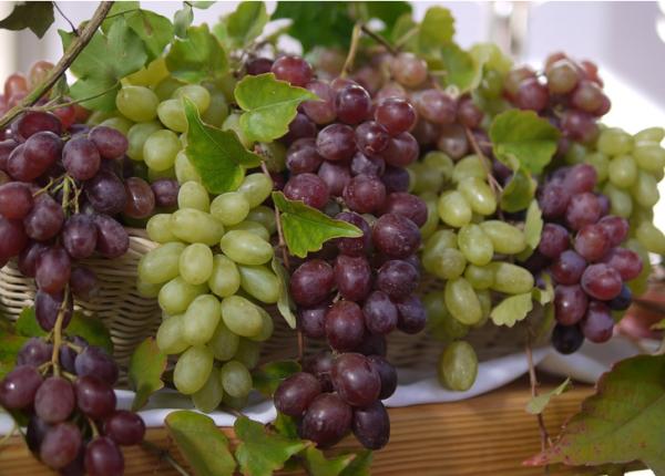 uleiul de samburi de struguri beneficii si moduri de utilizare