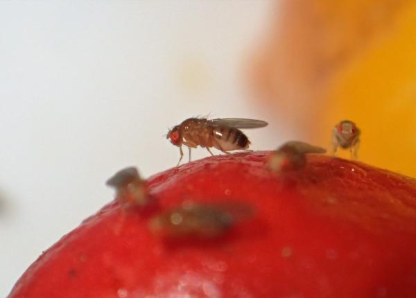 musculitele de otet cum apar din senin si de ce greseala pe care o faci in casa trucul simplu care le distruge