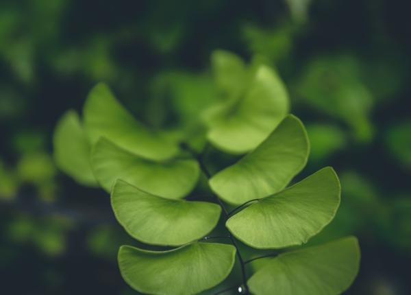 ginkgo biloba poate accelera recuperarea creierului in primele saptamani dupa avc ginkgo biloba poate accelera recuperarea creierului in primele saptamani dupa avc