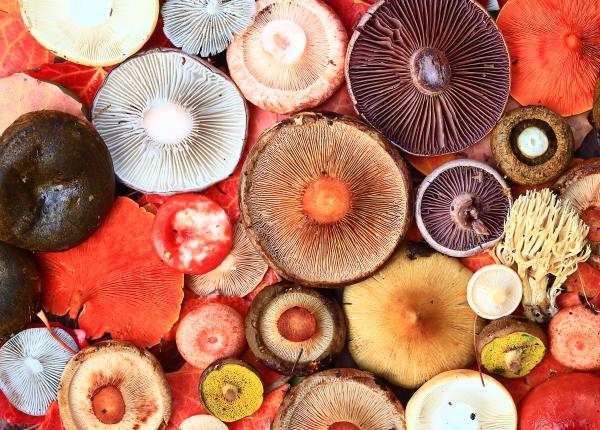 ciupercile agaricus aliatul natural pentru controlul glicemiei si al colesterolului