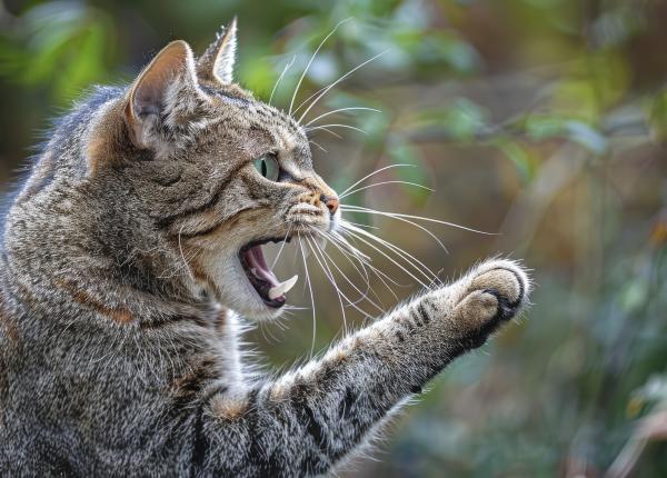 un barbat ajuns in stare grava la spital dupa ce a fost zgariat de pisica de ce sa mergi la medic daca te zgarie un animal