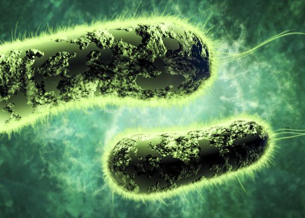 studiu o proteina din sangele de stridie ajuta la lupta impotriva superbacteriilor studiu o proteina din sangele de stridie ajuta la lupta impotriva superbacteriilor