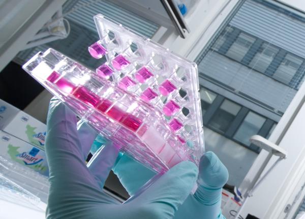 roche anticipeaza o incetinire a cresterii in 2025