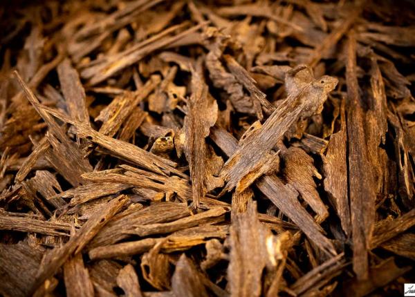 dispar arborii de tamaie hong kong recurge la stiinta pentru a opri taierile ilegale