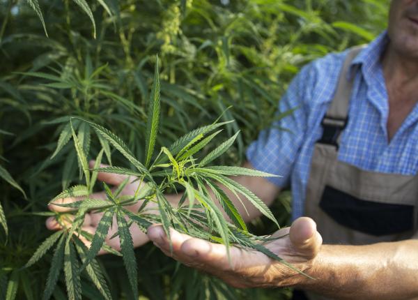 lege tratament canabis gabriel diaconu ce au avut in cap cand s au gandit ca ms ar putea sa si faca plantatii in medicina unele povesti pot sa fie foarte convingatoare