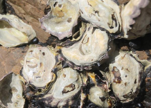 descoperirea care poate revolutiona medicina sangele unei stridii ucide bacteriile rezistente