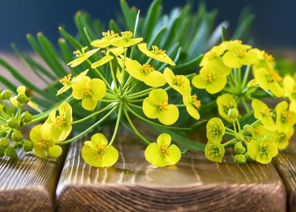 planta care iti reda starea de bine coltii babei