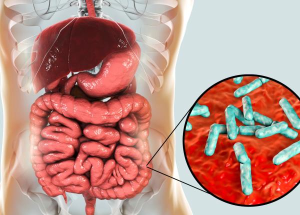 un dezechilibru intestinal poate agrava scleroza multipla ce s a descoperit e uimitor