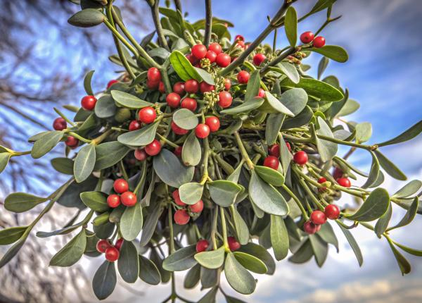 ceaiul de calin elixirul natural cu efecte antioxidante si antiinflamatorii