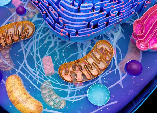rezistenta antimicrobiana in campylobacter alarmanta antibioticele si factorii socio economici factori determinanti rezistenta antimicrobiana in campylobacter alarmanta antibioticele si factorii socio economici factori determinanti