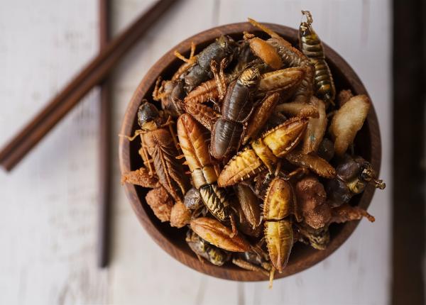 alimentele pe baza de insecte studiate cat de sanatoase sunt de fapt alimentele pe baza de insecte studiate cat de sanatoase sunt de fapt