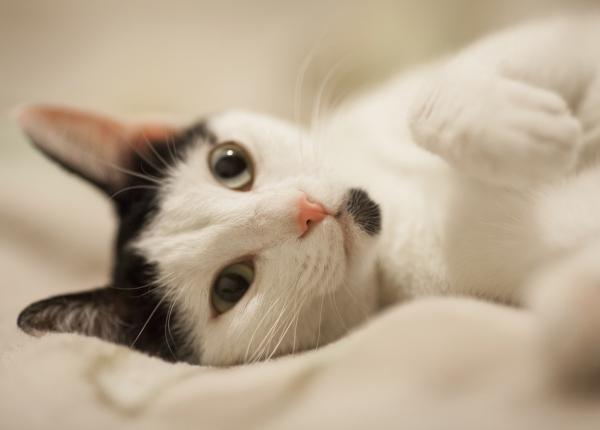 o pisica a supravietuit unei caderi de la 115 metri care le a fost fatala proprietarilor sai