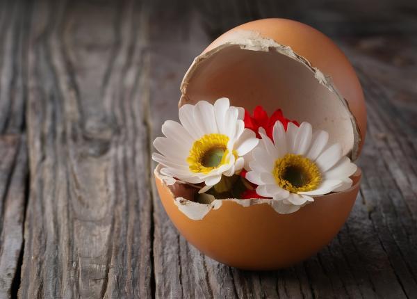 coaja de ou un aliat nestiut in curatenie