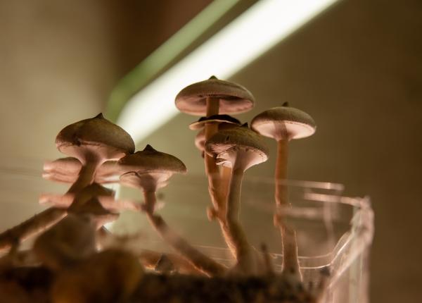 ciuperca lui dumnezeu reishi ciuperca nemuririi imunitate glicemie ciuperca lui dumnezeu reishi ciuperca nemuririi imunitate glicemie